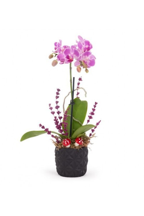 Akvaryum Vazoda 5 Kırmızı Gül