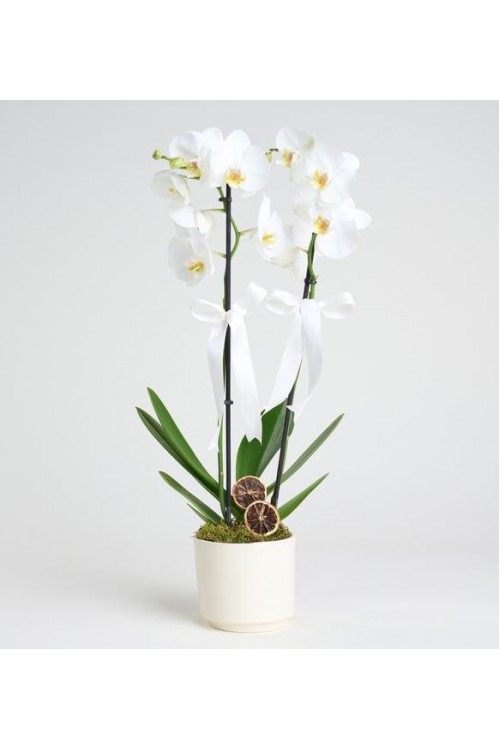 2 Dal Beyaz Orkide Çiçeği