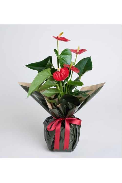Kırmızı Antoryum Saksı Çiçeği