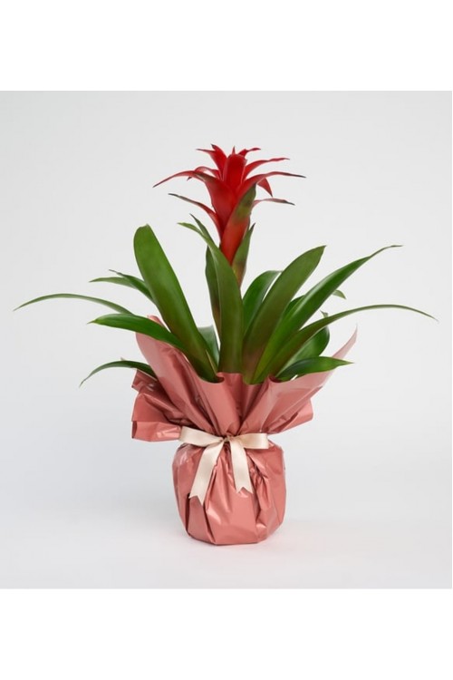 Buketli Saksıda Guzmania